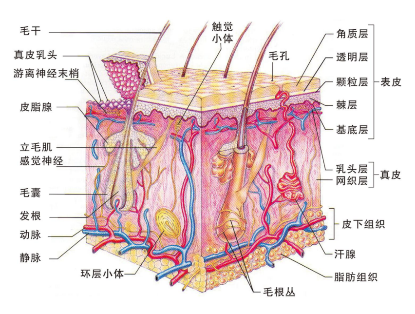 女孩子外阴部位出现外阴营养不良是怎么回事？